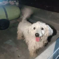 سگ پاکوتاه گمشده|حیوانات|تهران, زنجان جنوبی|دیوار