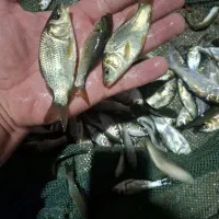 بچه ماهی‌ تیلاپیلاکپورو علف خوار