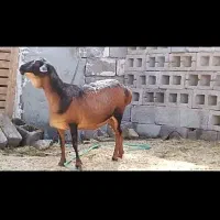 بزغاله و آفریقایی میش|حیوانات مزرعه|ساری, |دیوار