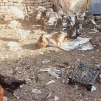 مرغ خروس وبوقلمون|حیوانات مزرعه|نیشابور, سرآب کوشک|دیوار