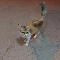 گربه پیدا شده