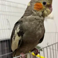 گم شده|حیوانات|بهبهان, |دیوار