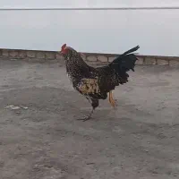 خروس نژاد دار