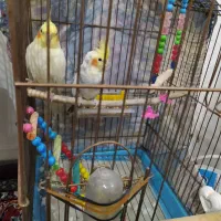 عروس هلندی|پرنده|کبودرآهنگ, |دیوار