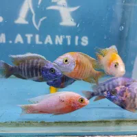 ماهی آکواریوم گوپی کالر زبرا دیفن شفلر حسن یوسف