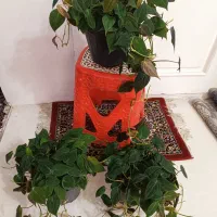 گل‌های آپارتمانی باکیفیت سانسوریاوزامفولیاوپتوس