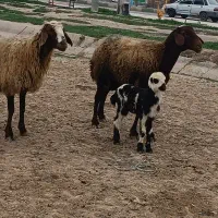 سه عدد میش افشاری حراج