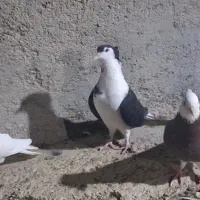 ساده ماده