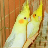 تعدادی عروس هلندی جفتی وتکی|پرنده|شیراز, گویم|دیوار