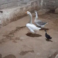 غوغاز در حمیدیه|حیوانات مزرعه|حمیدیه, |دیوار