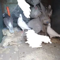 کبوترشهرستانی