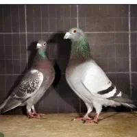 کبوتر کف خواب