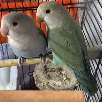 طوطی برزیلی نر و ماده اوپال جفت
