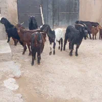 فروش پنج راس بز