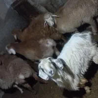 ۶عددبره چهاعددنردوعددماده