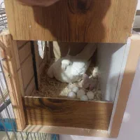 یک جفت عروس هلندی آلبینو|پرنده|فردیس, فردیس|دیوار