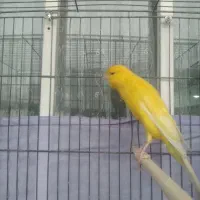 قناری طلایی نر آماده رسمی بلند درشت