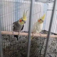 عروس هلندی مولد