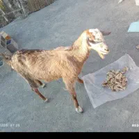 فروشی شه بابک