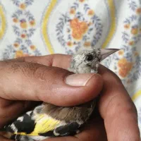 جوجه سهره سرسیاه و کرمونی|پرنده|شیراز, لب آب|دیوار