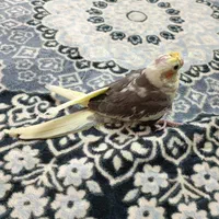 جوجه عروس هلندی ۲ ماهه|پرنده|اصفهان, شیخ طوسی|دیوار