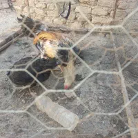 خروس لاری|حیوانات مزرعه|هامون, |دیوار