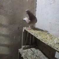 این نر سرول گرفتی