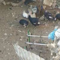 بوقلمون|حیوانات مزرعه|دهدشت, |دیوار