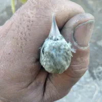 سهره جوجه