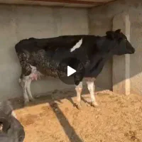 گاو شیری هلشتاین