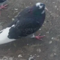 حیوون کبوتر گم شده