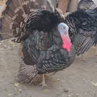 بوقلمون سنگین