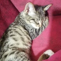 واگذاری دو عدد بچه گربه