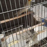 عروس هلندی لوتینو مولد|پرنده|باغستان, |دیوار