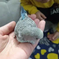 جوجه مرغ عشق|پرنده|مشهد, بهارستان|دیوار