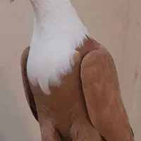 کلاغ کربلایی وساده سرخ کاکلی اس اس|پرنده|مشهد, انقلاب|دیوار