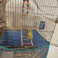 عروس هلندی|پرنده|یزد, |دیوار