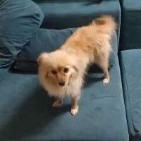 فروش سگ پامر ماده بازیگوش تربیت شده