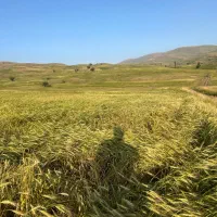 گندم بذری بوجاری شده|خدمات باغبانی و درختکاری|قیدار, |دیوار