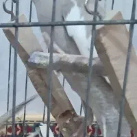 عروس هلندی گمشده