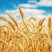 گندم پیشگام