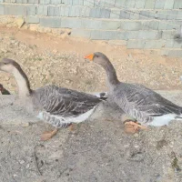 غاز دو عدد