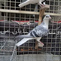 ساده چپ|پرنده|مشهد, محمدآباد|دیوار