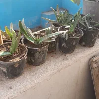 انواع گلهای طبیعی|گل و گیاه طبیعی|ورامین, ورامین|دیوار