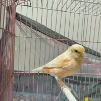 قناری پرتقالی|پرنده|مشهد, هفده شهریور|دیوار