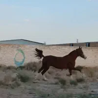 کره نوه سهراب کبیر