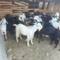 کهره نرو و ماده