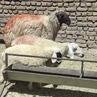 یک شیشک چهاردندون کله بور