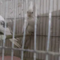 عروس البینو دوکت  با جوجه|پرنده|تبریز, |دیوار