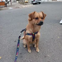 اشپیتز آلمانی خالص|سگ|فردیس, شهرک ۱۱۰|دیوار